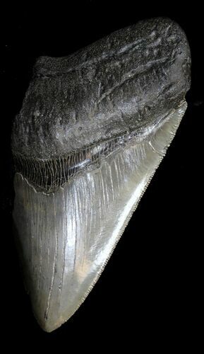 Partial, Serrated Megalodon Tooth - South Carolina #31917